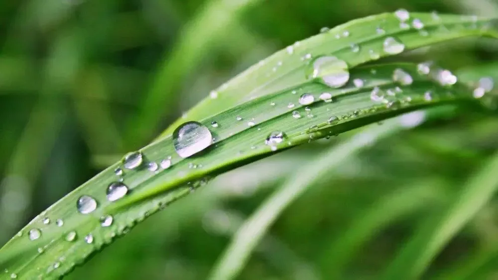 dew-grass-ezgif-com-resize-jpg