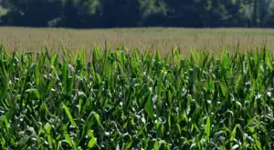 dsc_0361_cropped-jpg-3