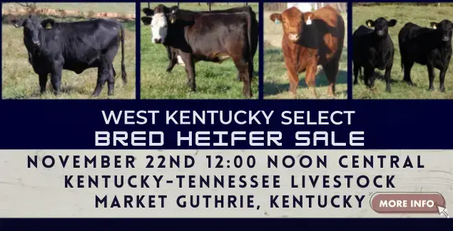 spring-heifer-sale-1125-png