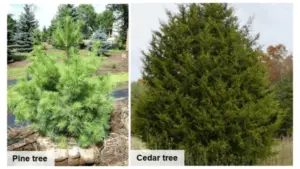 pine-cedar-difference-1-1-png-3