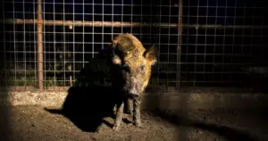 1514397440-jwj_feral_hogs_100057_47934918-jpg-2