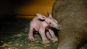 aardvark-calf_55032541246_o-jpg-2