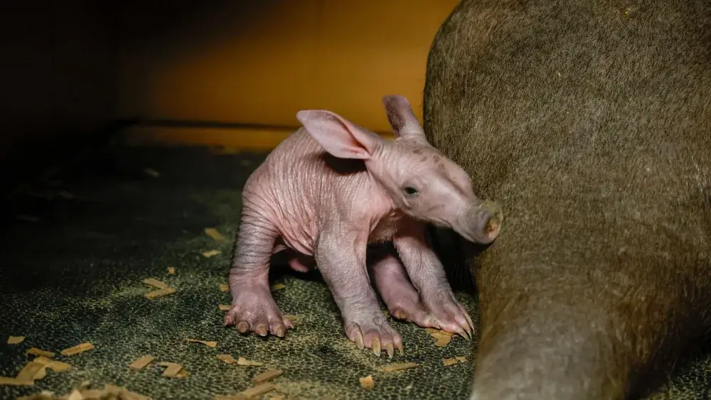 aardvark-calf_55032541246_o-jpg-2