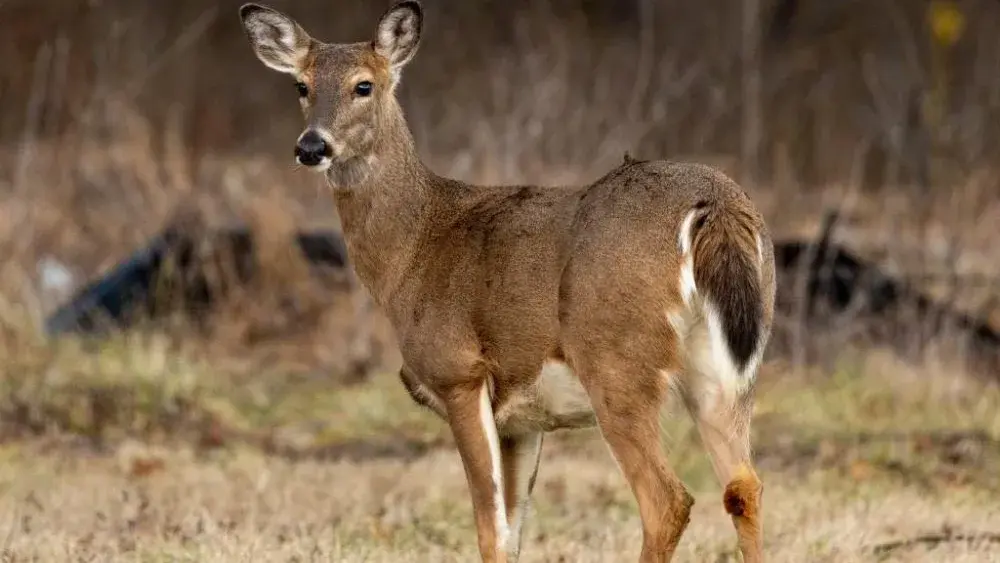 deer-in-woodford-county-1_original-jpg