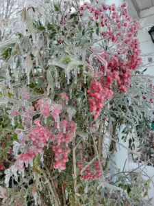 inbound6705188632879982766