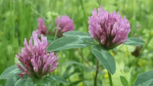 red-clover