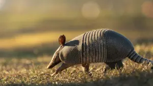 untitled-design-copy-3