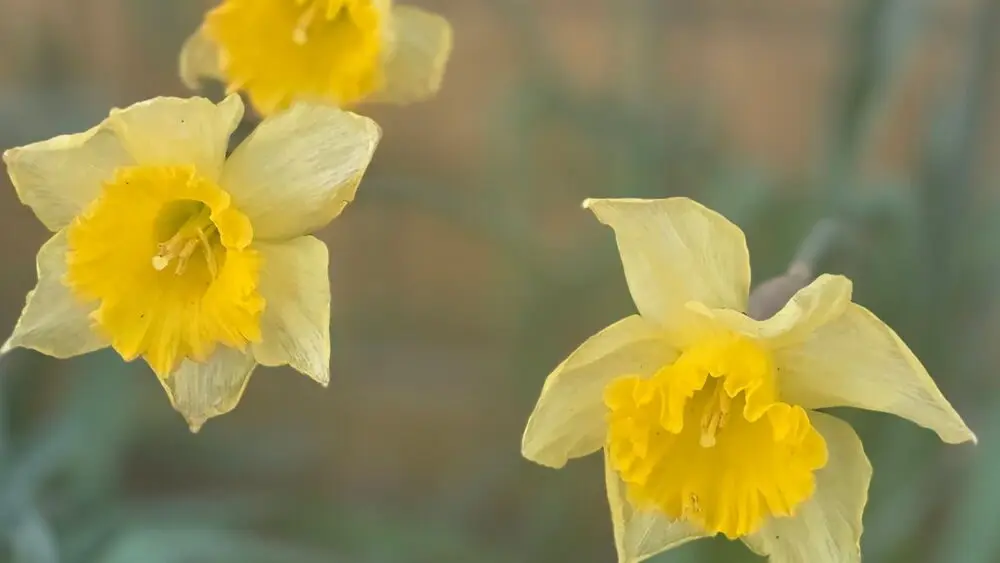 481665723652090711_1_cropped