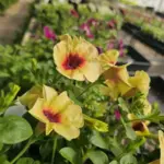 photo-apr-11-2026-4-43-23-pm