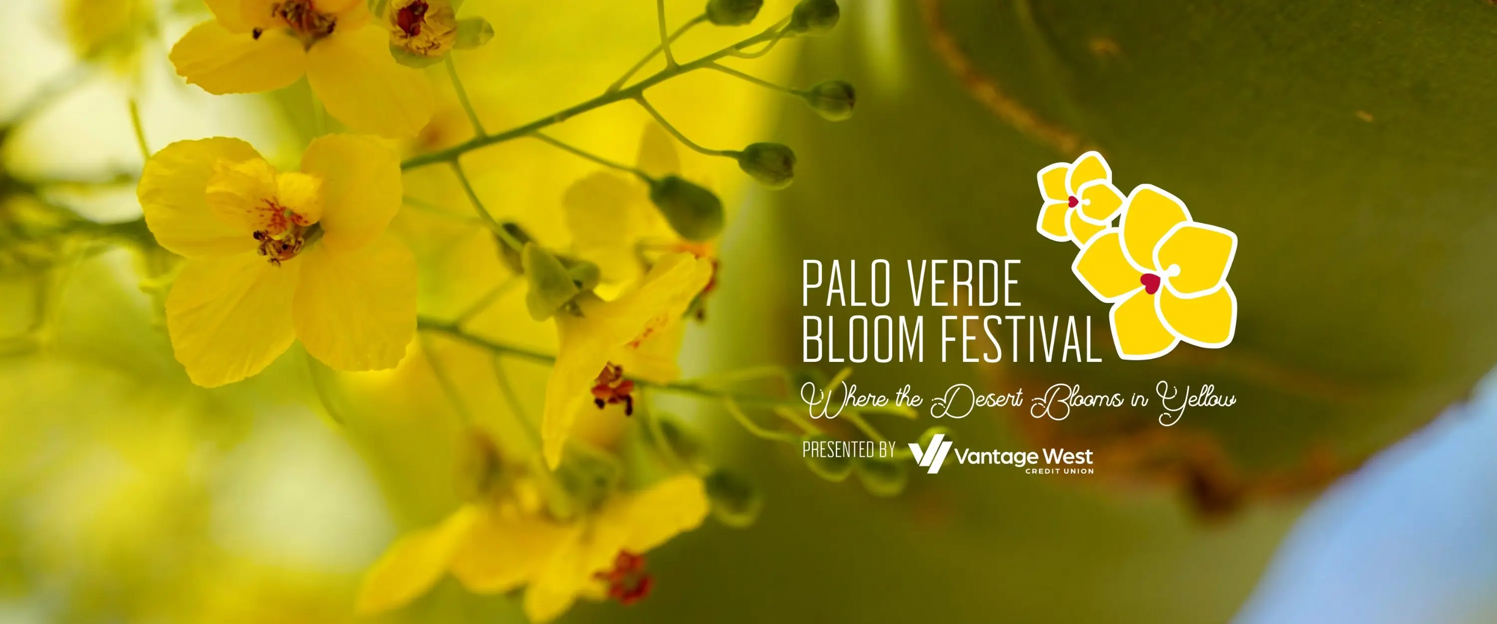 palo verde bloom fest