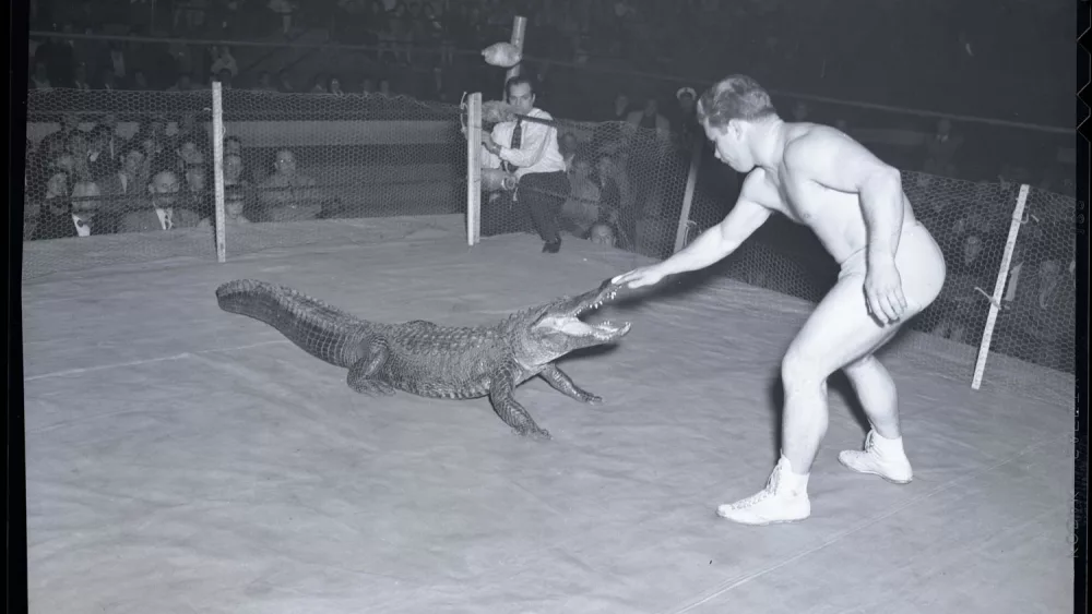 co-gator-wrestle-1950s
