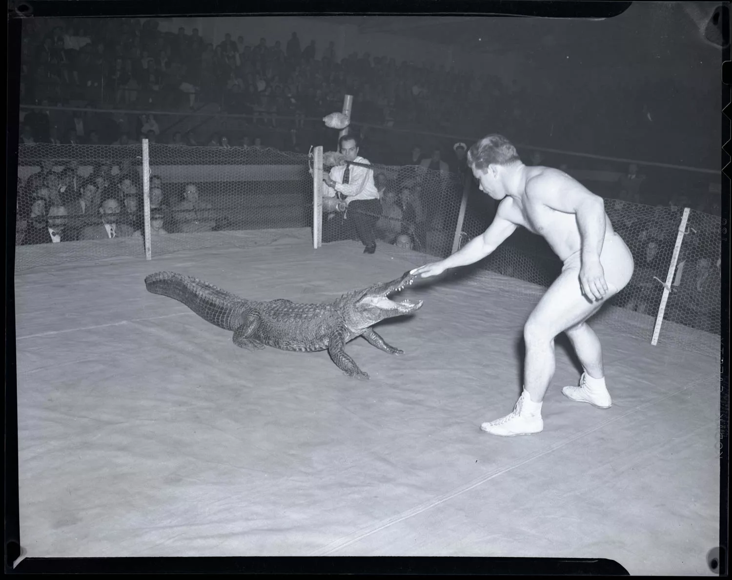 co-gator-wrestle-1950s