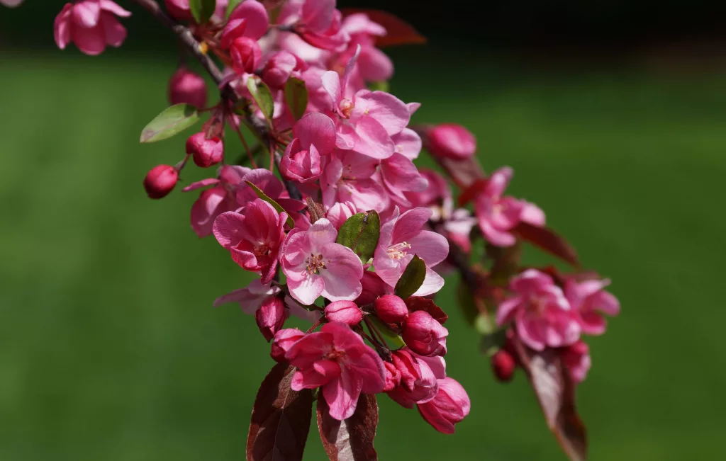 blossoms-2