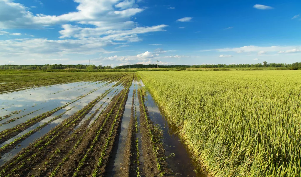 agricultural-disaster-fields-of-flooded-crops-2