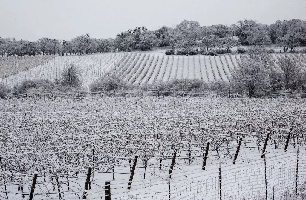 vineyardinwinter