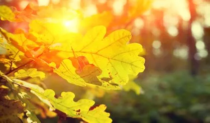 autumn-oak-forest-at-sunset-3