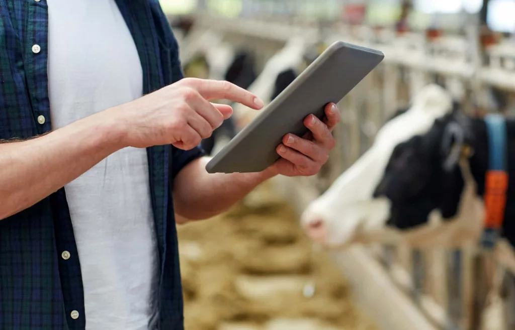 man-with-tablet-pc-and-cows-on-dairy-farm