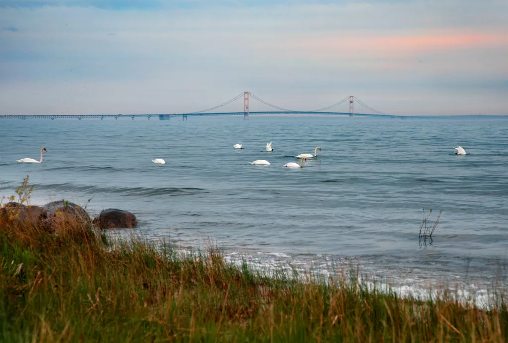 mackinac-bridge-and-swans-2