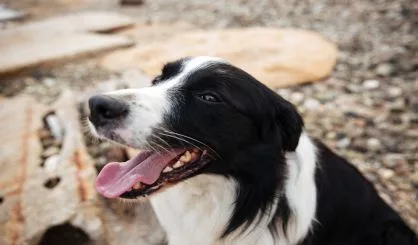 dog-sitting-on-the-beach