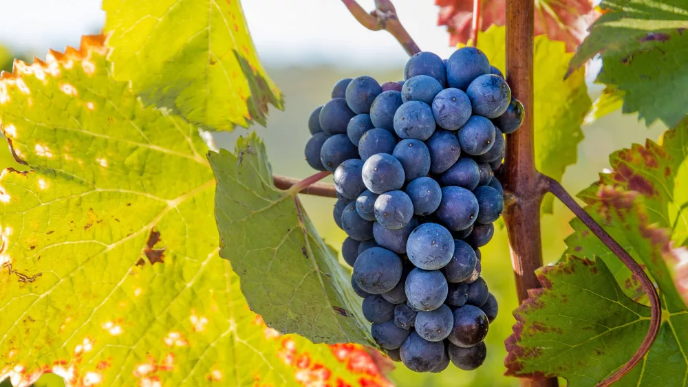 grapes-e1686778030173