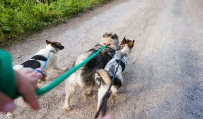 unrecognizable-man-walking-three-dogs-on-a-dry-dusty-road-2