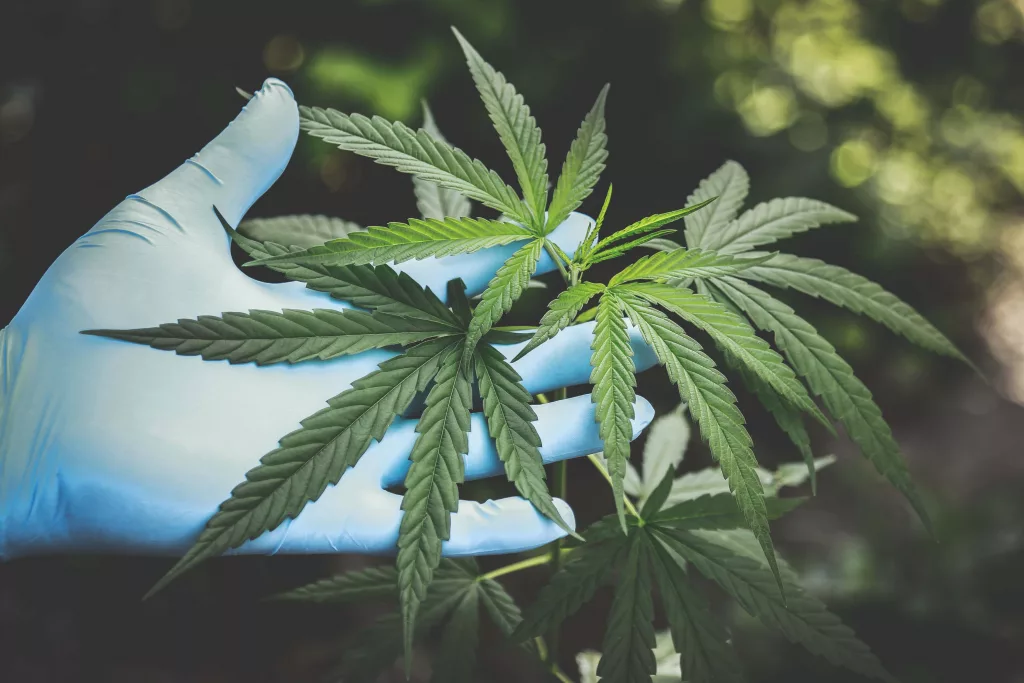cannabis-freshness-hand-2178565-5