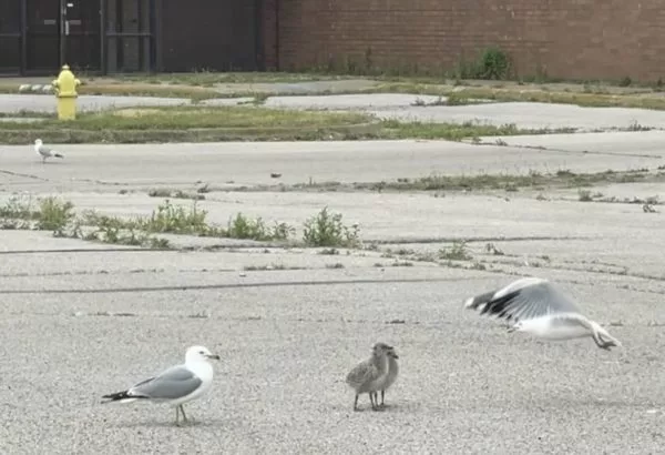 baby-gulls-e1686248913473