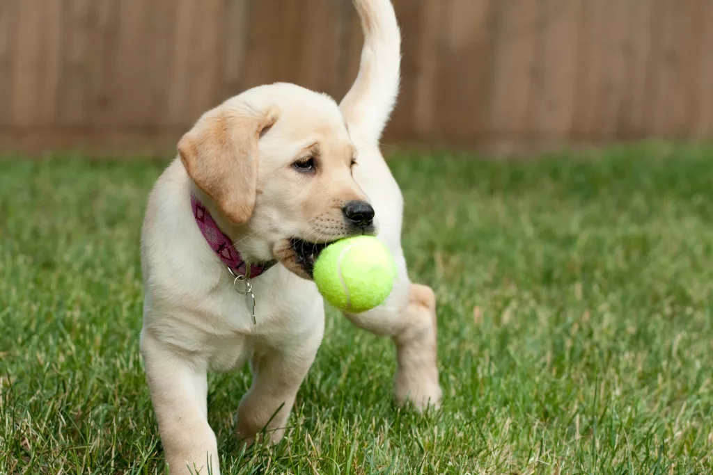 yellow-lab-puppy-playing-with-a-tennis-ball