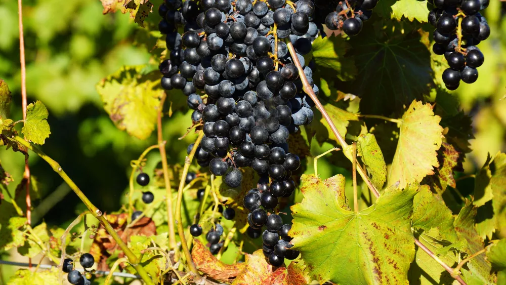 wine grapes