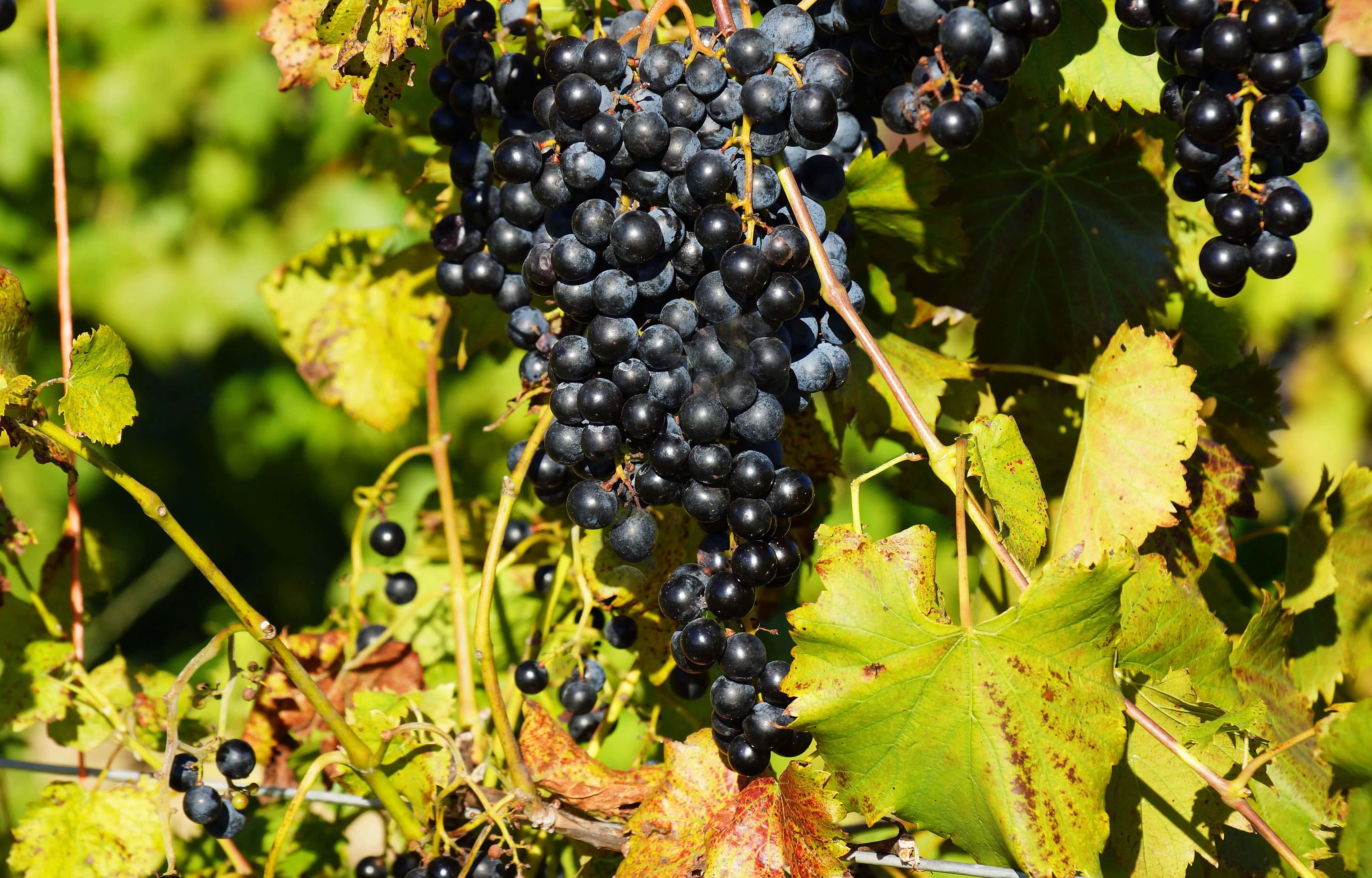 wine grapes