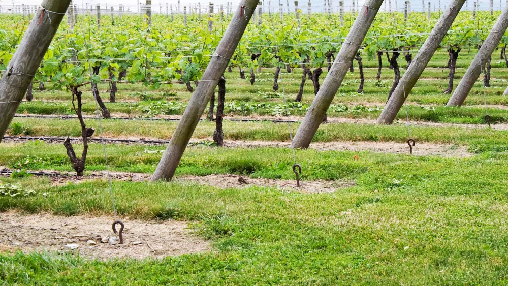 wine-vineyard-rows