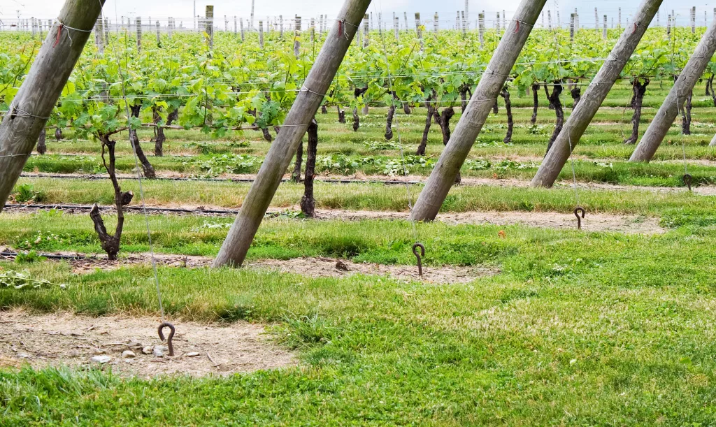 wine-vineyard-rows