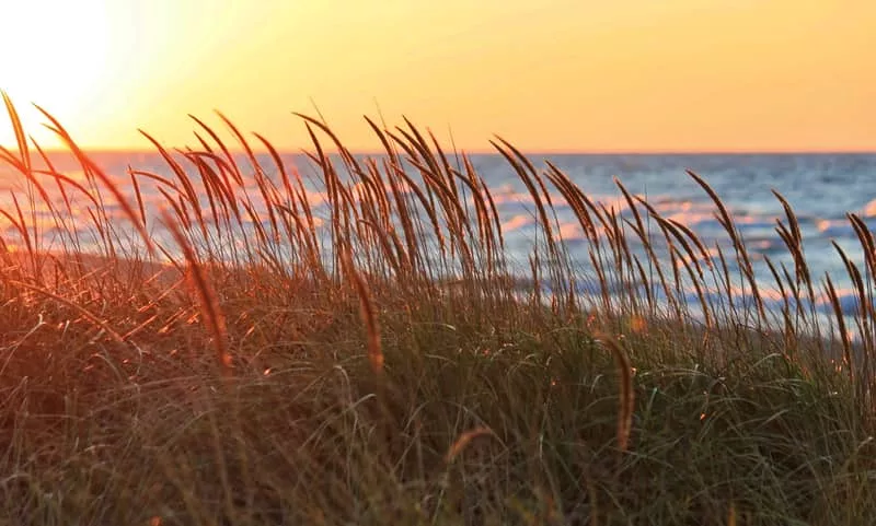 beachdunegrass-2