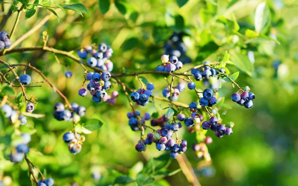 blueberrybramble