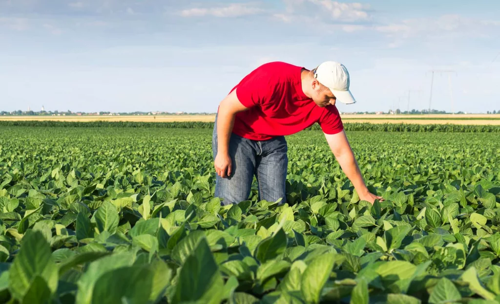 soybeanfields