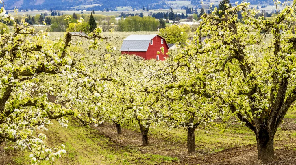 orchards