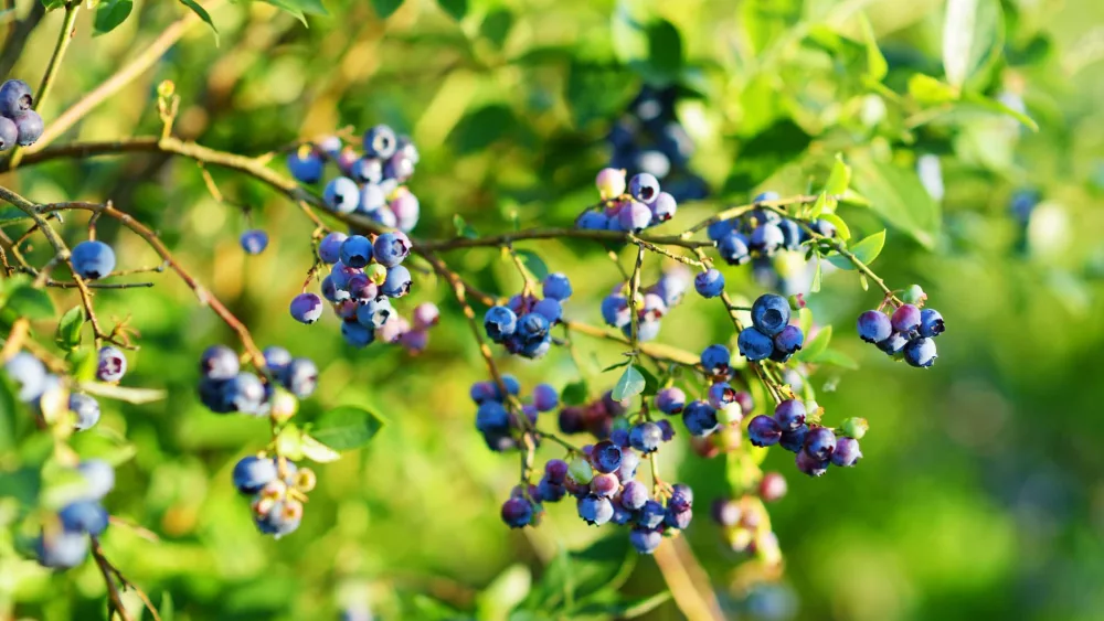 blueberrybramble-4
