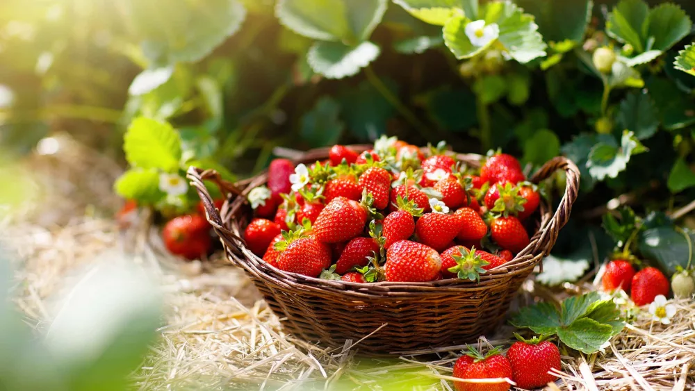 strawberriesupick