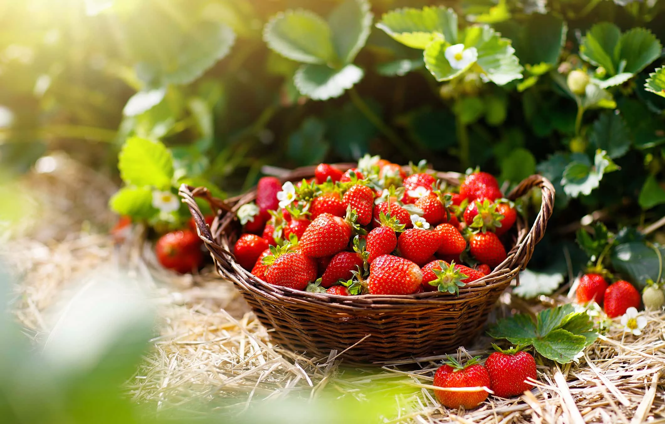 strawberriesupick