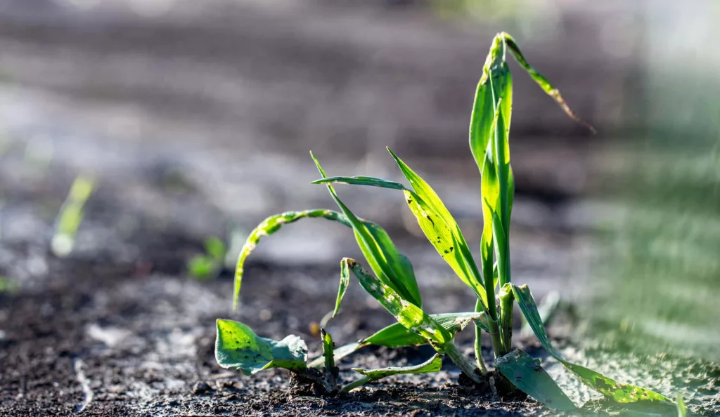 agrarian-fields-after-heavy-rain-deposits-of-chernozem-and-various-debris-on-the-field-2