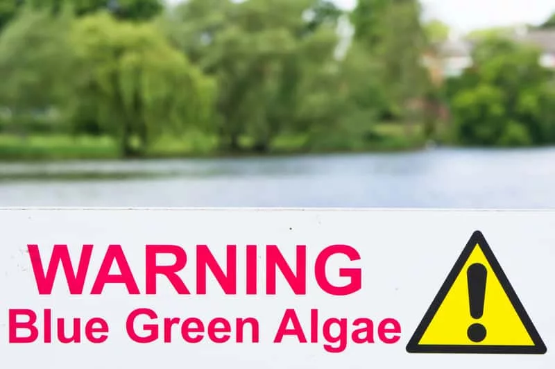 algae-warning