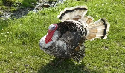 male-of-a-turkey-3