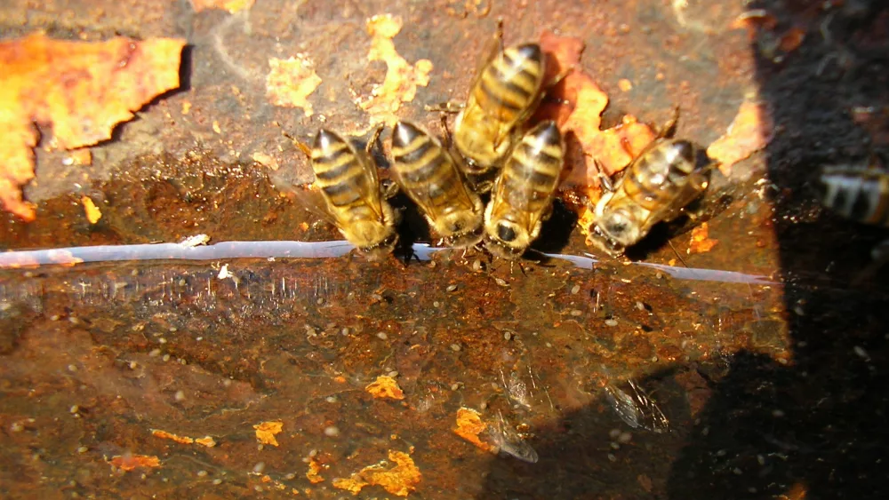 family-of-bees