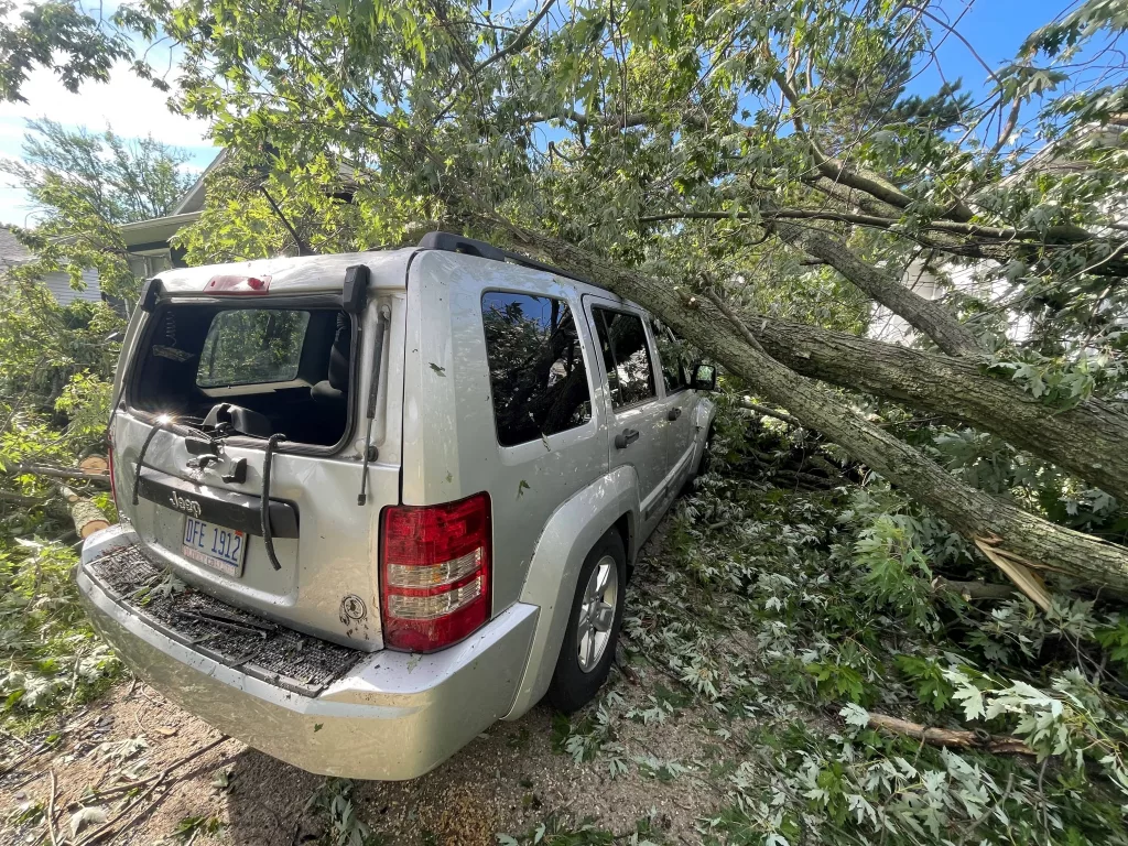 tree-on-car-sj