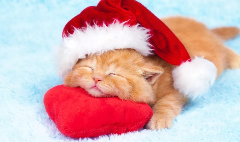 little-kitten-wearing-a-santa-hat-sleeping-on-a-red-pillow