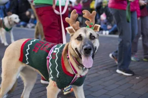 2015-reindog