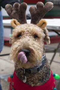 2019-reindog-02