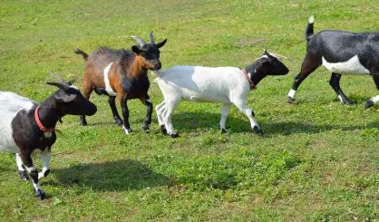 four-goats-walking-on-green-summer-grass-2