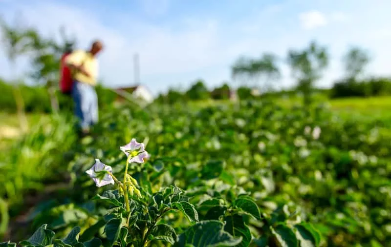 farmer-sprinkles-potatoes-with-sprayer-rows-of-potato-blooming