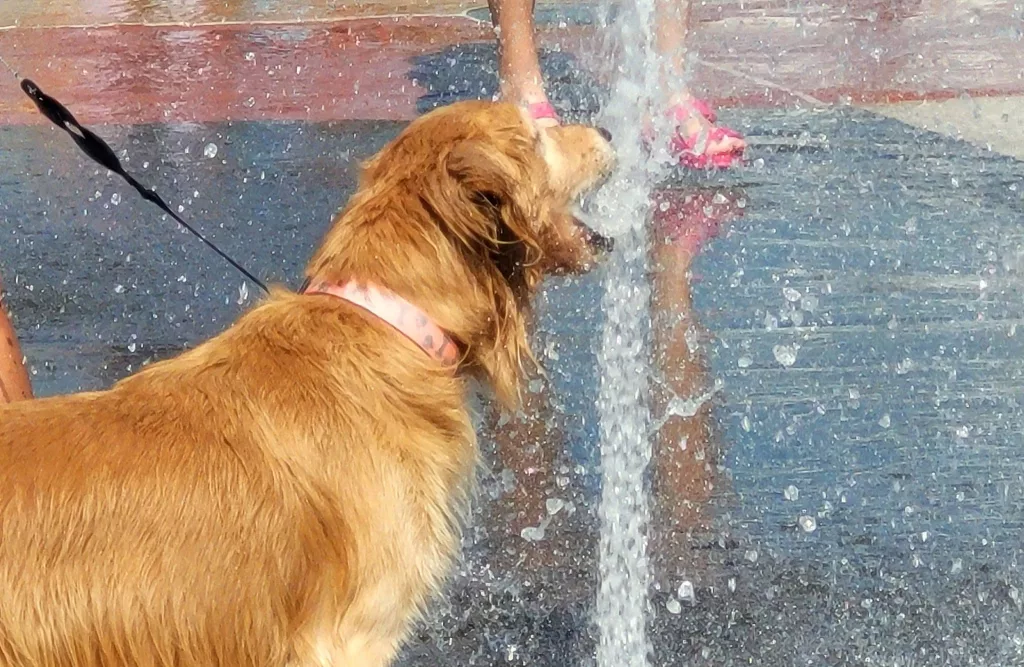 dog-fountain